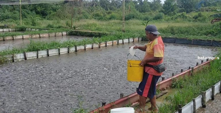 Dinas Perikanan Bintan Alokasikan Rp 2 Miliar untuk Bantu Kelompok Budidaya Ikan