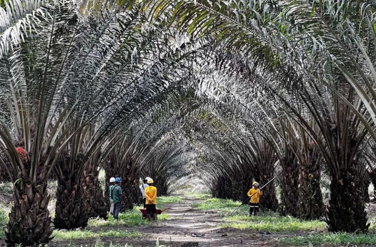 Indonesia Ajak Investor Uni Eropa Garap Potensi Pertanian