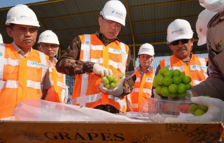 BPOM Umumkan Hasil Laboratorium Soal Anggur Shine Muscat Hari Ini