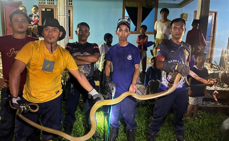 Ular King Kobra Sembunyi di Tumpukan Kayu di Sei Lekop, Bintan
