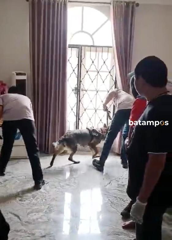 Lihat Keseruan Anjing Pelacak (K9) BNNP Kepri Endus Narkoba di Rumah Mewah Sukajadi