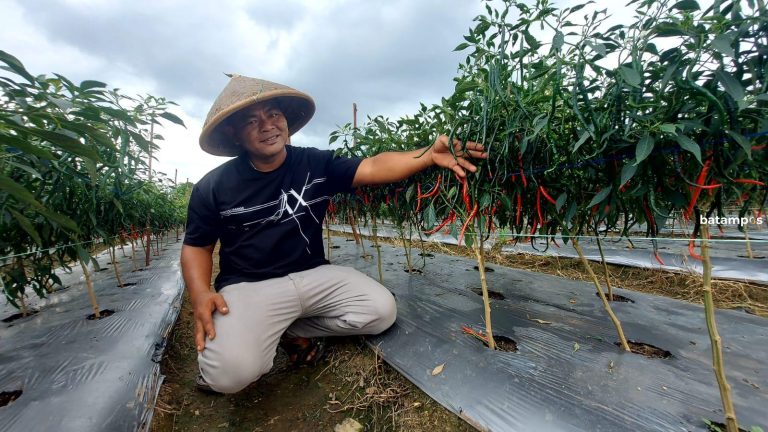 Petani di Desa Sebong Pereh, Bintan Berhasil Panen Cabai di Lahan Bauksit, Manfaatkan Bubuk Kerang dan Rengkam