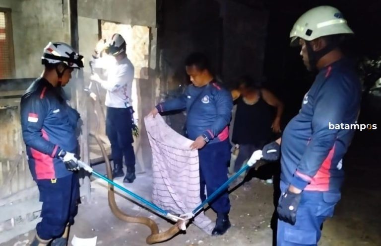 Dikira Suara Kipas Angin, Ternyata Ular King Kobra Bersembunyi di bawah Lemari Rumah Warga di Bintan