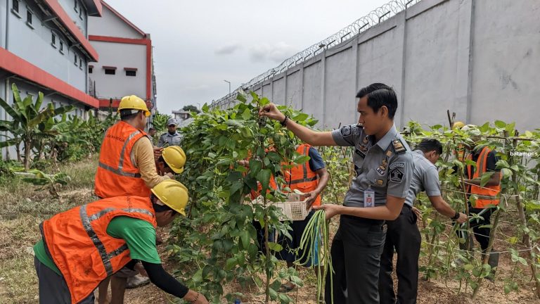 Panen Kacang Panjang di Lapas Kelas II A Batam, WBP Dilatih Kemandirian