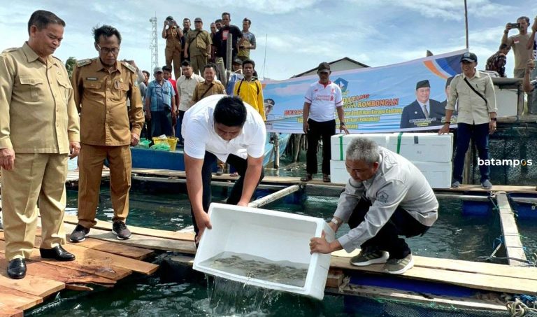 40 Ribu Benih Ikan Kerapu Cantang Ditabur di Bintan