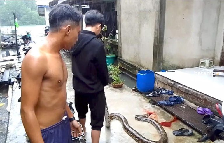 Ular Piton 4 Meter Muncul di Permukiman Warga saat Banjir