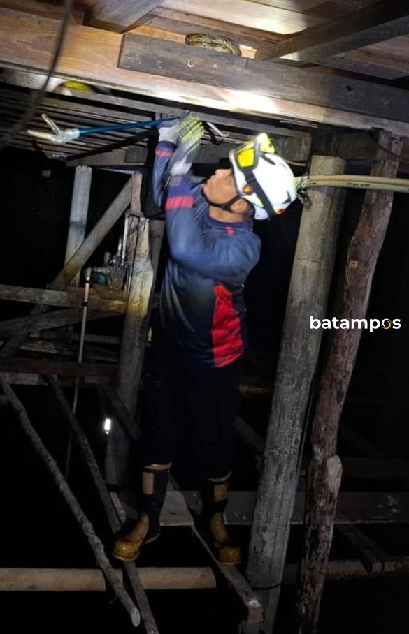 Pemadam Kewalahan, Ular Phyton Sembunyi di Bawah Kolong Rumah Panggung 