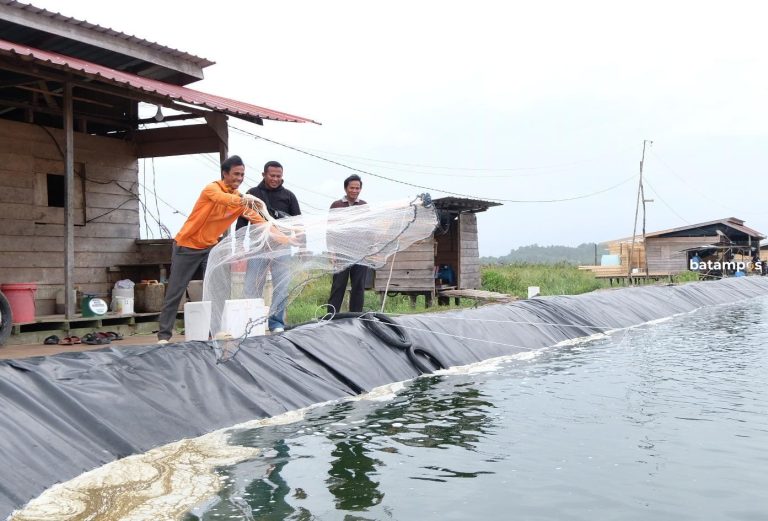 Budidaya Udang Kaki Putih di Lingga Sekali Panen Raup Cuan Ratusan Juta