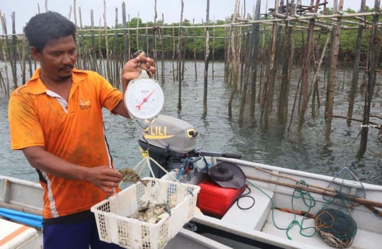 Tradisi Perburuan Ikan Dingkis: Semakin Besar Telurnya, Semakin Mahal Harganya