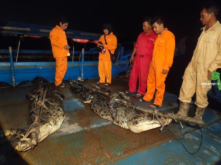 Perburuan Buaya Lepas Masih Berlanjut, Masyarakat Diminta Tetap Waspada