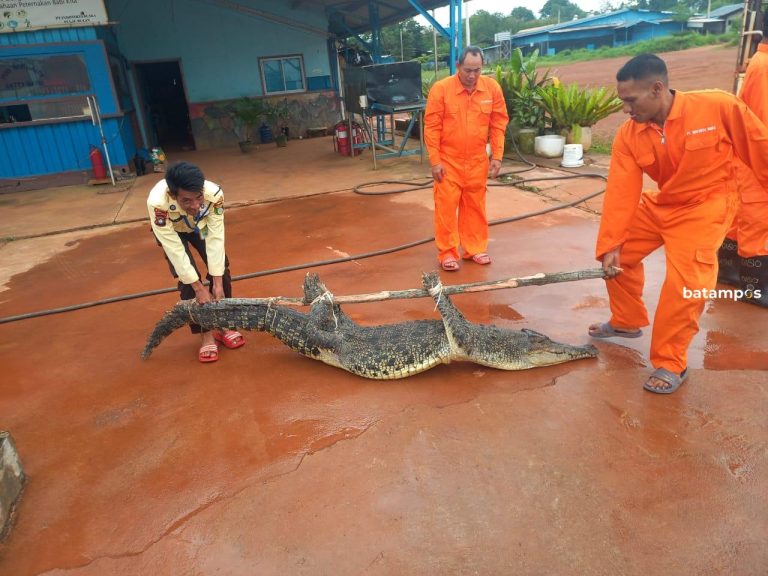 Lapor Pak, 38 Buaya telah Tertangkap, Perburuan masih Dilanjutkan !