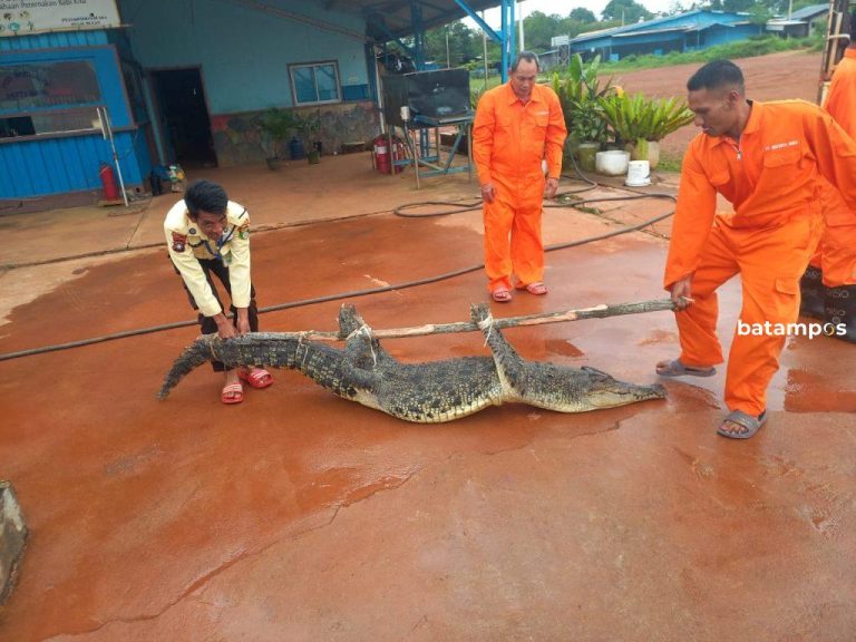 Terkait Buaya Lepas dari Pulau Bulan, Situasi Berangsur Normal, Warga Dihimbau Tetap Waspada
