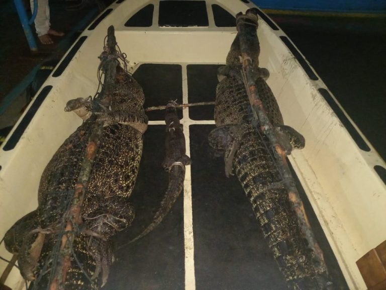 Insiden Lepasnya Puluhan Buaya PT PJK, Rudi Imbau Masyarakat Tetap Tenang