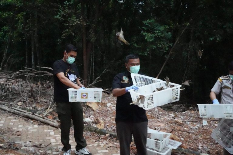 Karantina Kepri Selamatkan 1.200 Burung Pipit Tanpa Dokumen Sah