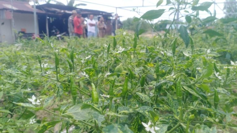 Kebutuhan Cabai Hijau Capai 7 Ton per Hari, DKPP Dorong Pengembangan 50 Hektare Lahan di Batam