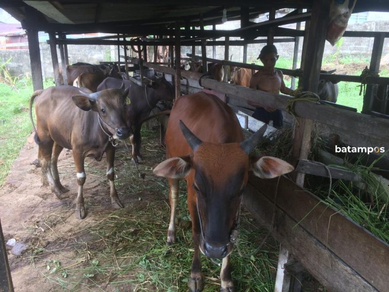 Kasus PMK Tak Ada Ditemukan di Karimun