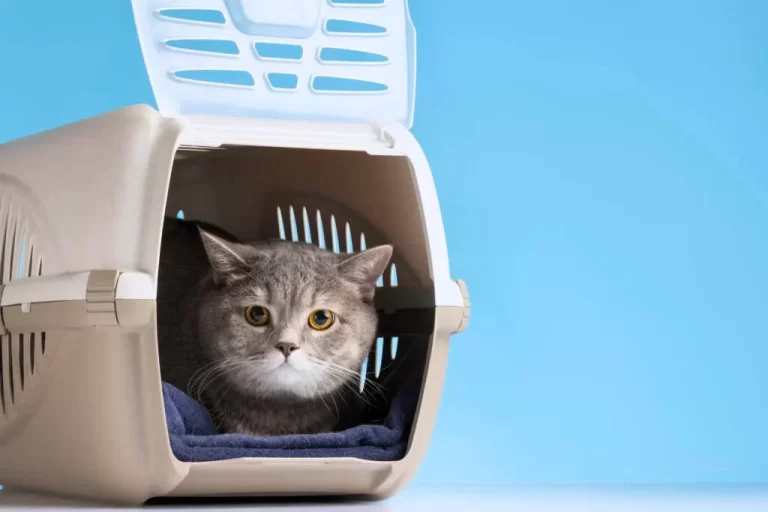 Tips Hilangkan Kutu Secara Tuntas pada Kucing