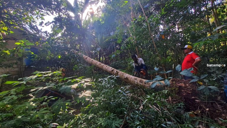 Angin Kencang, Pohon Kelapa Tumbang Timpa Rumah Warga di Sungai Kecil, Bintan