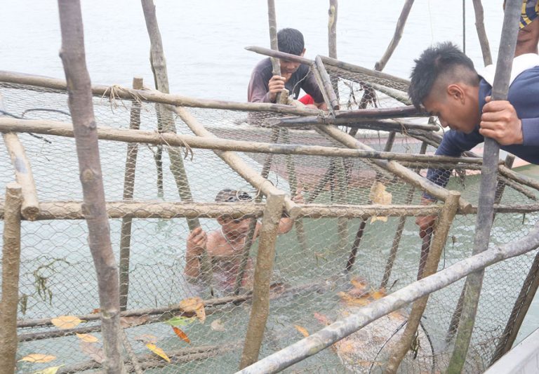 Berburu Ikan Dingkis di Tengah Ancaman Buaya