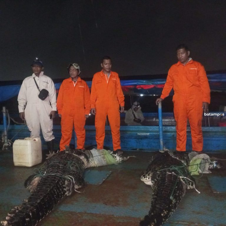 Buaya Masih Banyak Berkeliaran, Masyarakat Resah