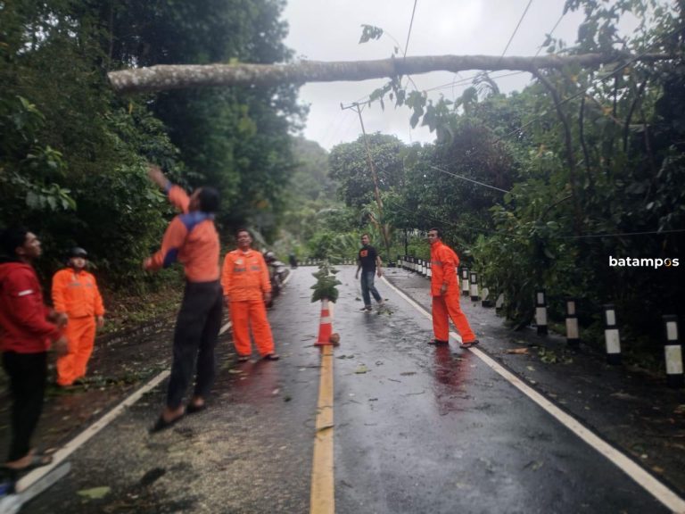 Pohon Tumbang Ditiga Titik, Akibatkan Listrik Black Out dan Jalan Terputus