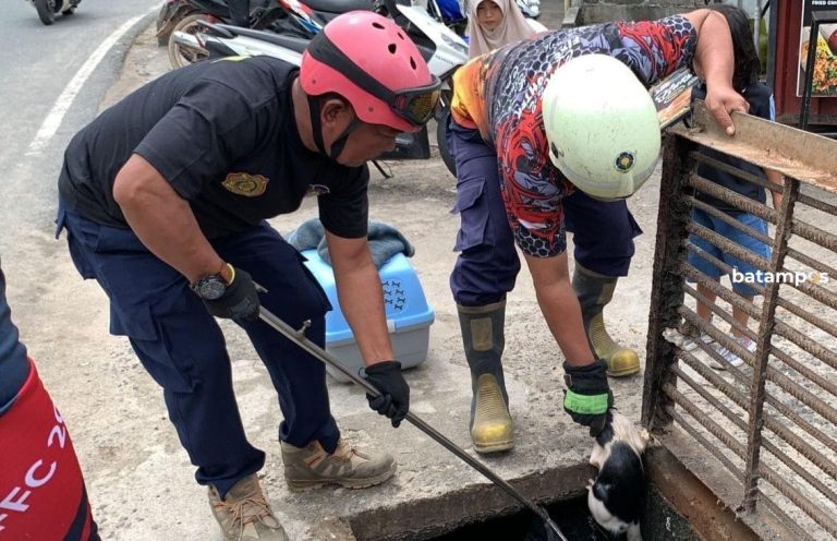 Tim Damkar Selamatkan Kucing Terjebak di Selokan