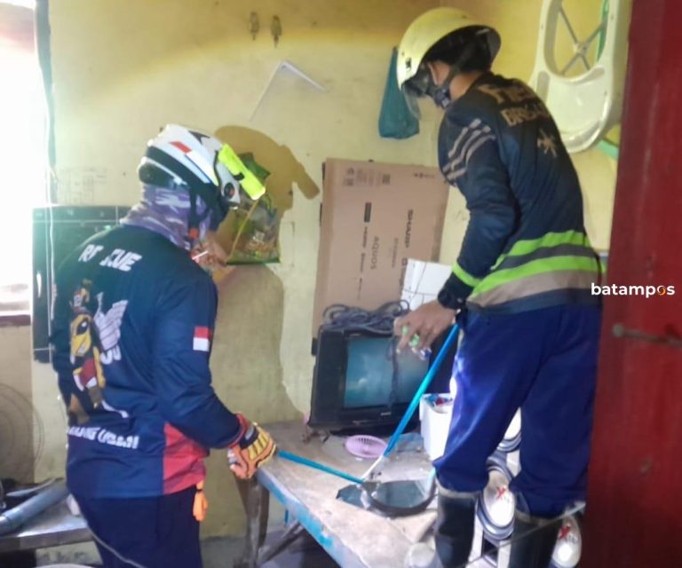Ular Kobra Sembunyi di Gudang Warga Tanjunguban