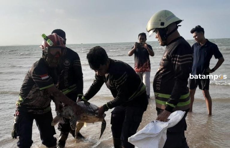 Seekor Penyu Terdampar di Pantai Kampung Bugis, Bintan