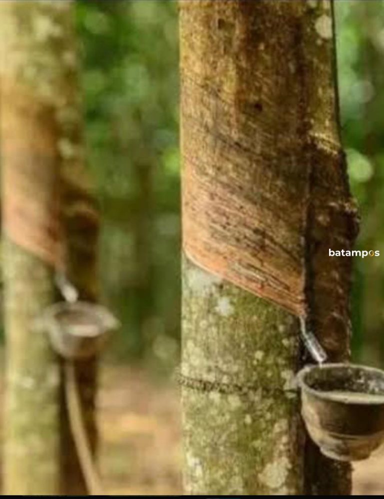 Harga Getah di Kabupaten Lingga Tembus Rp 11.000 Perkilo, Petani Karet Bahagia