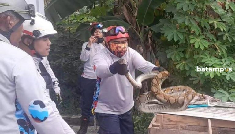 Sempat Dikira Maling, Ternyata Ular Mangsa Dua Ekor Ayam milik Warga di Tanjunguban, Bintan