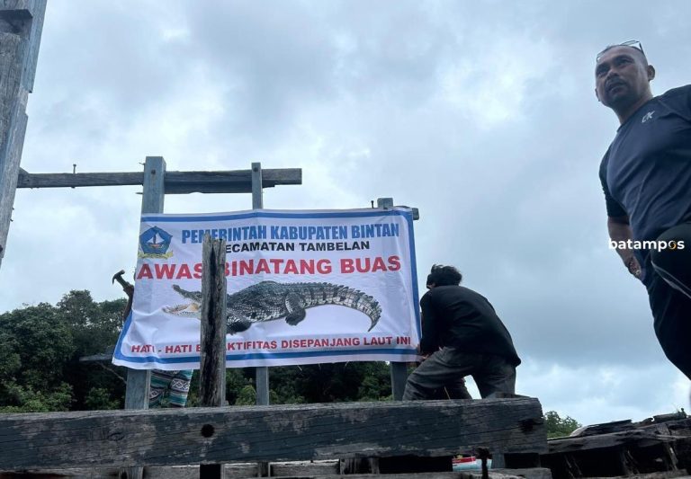 Mengkhawatirkan, Buaya Sering Muncul di Tambelan