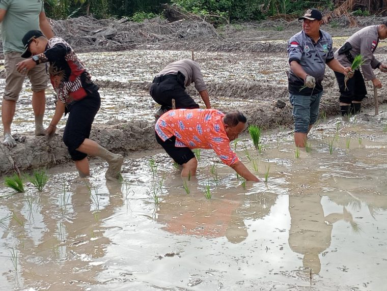 Inovasi Baru, Desa Pesisir Timur Tanam Padi di Lahan 1 Hektar, Mei Diprediksi Bakal Panen
