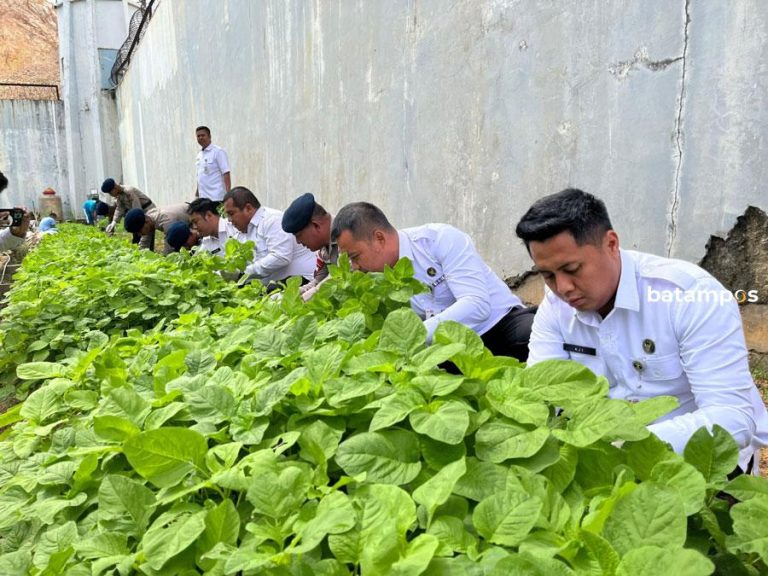 Panen Kangkung, WBP Rutan Batam Tanam Jagung untuk Dukung Ketahanan Pangan