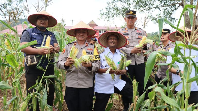 Waka Polres Lingga Pimpin Langsung Panen Jagung Perdana di Kebun Ketahanan Polres Lingga
