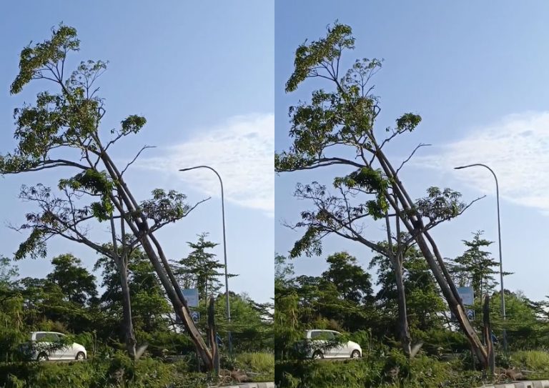 Truk Kontainer Tabrak Median Jalan dan Pohon, Diduga Rem Blong