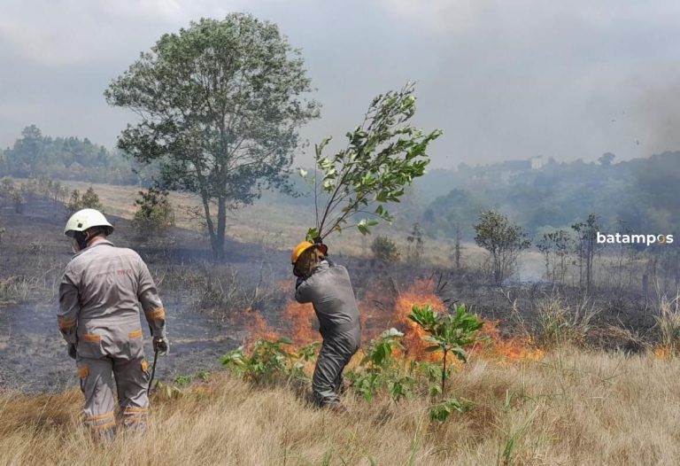 Api Menghanguskan 3 Hektare Lahan di Tanjunguban