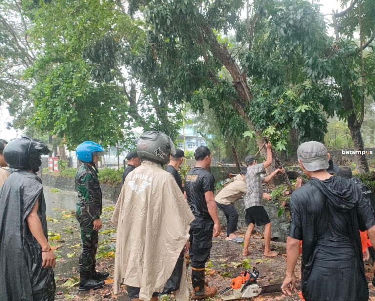 Diterjang Angin Kencang, Pohon di Tanjungpinang Tumbang Tutup Jalan