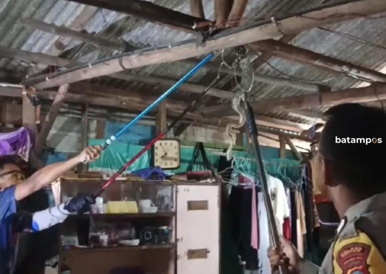 Ular Kobra dan Sawah Bergelut Hebat di Dapur Rumah Warga Kawal, Bintan