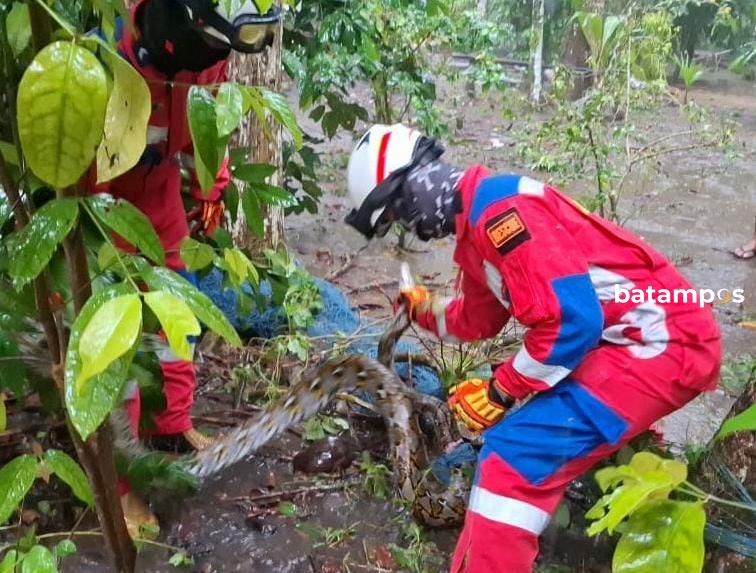 Terjerat Jaring, Ular Piton Tak Berkutik saat Ditangkap Damkar