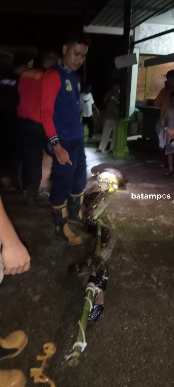 Tim  Damkar Lingga Evakuasi Ular Piton Ukuran 7 Meter yang Masuk ke Gudang Rumah Milik Warga