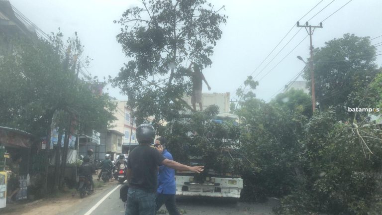 Pohon di Tanjungpinang Tumbang Akibat Tersangkut Truk