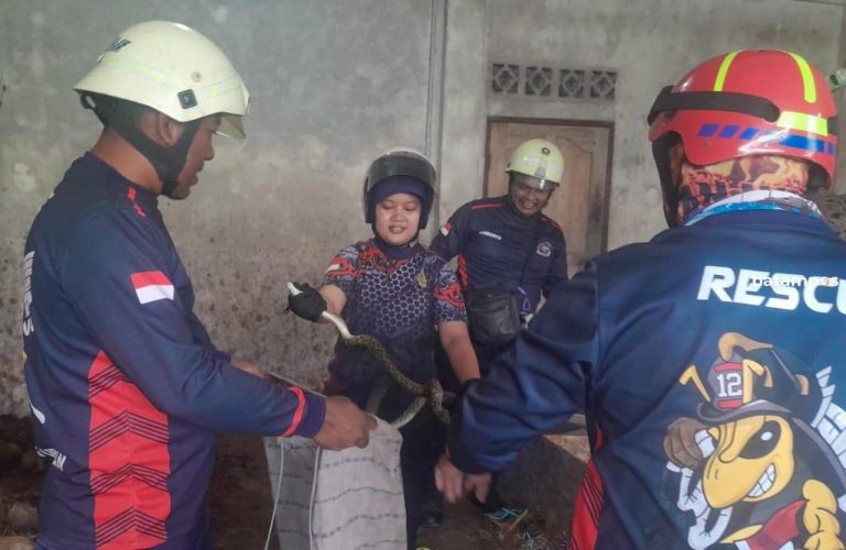 Ular Piton Sepanjang 1,5 Meter Nangkring di Tumpukan Kelapa