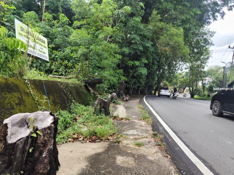 Takut Makan Korban, Warga Minta Pohon Pinggir Jalan Dipangkas