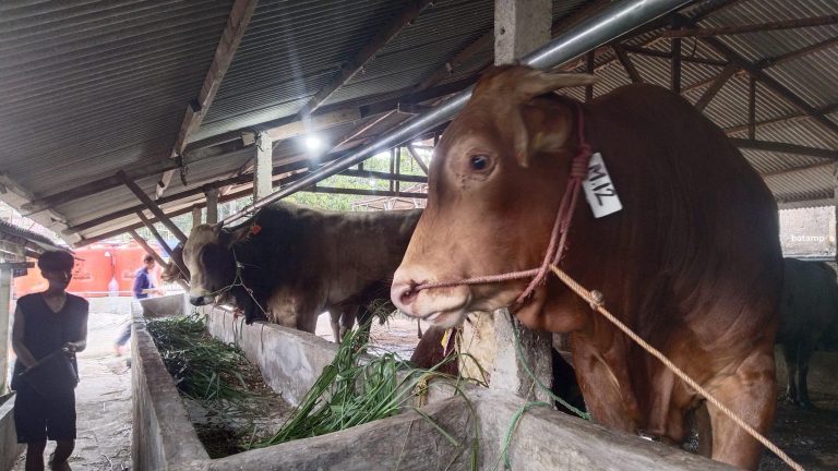 Harga Hewan Kurban di Batam Stabil, Pedagang Optimistis Penjualan Meningkat