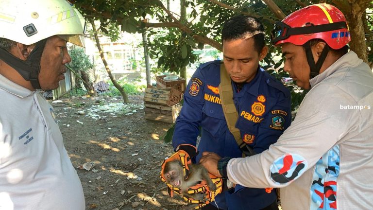 Seorang Warga Bintan Digigit Monyet