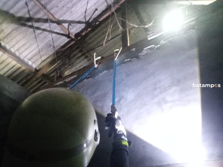 Warga Bintan Dikagetkan Kemunculan Ular di Kuda-kuda Atap Rumah saat Hendak Tidur