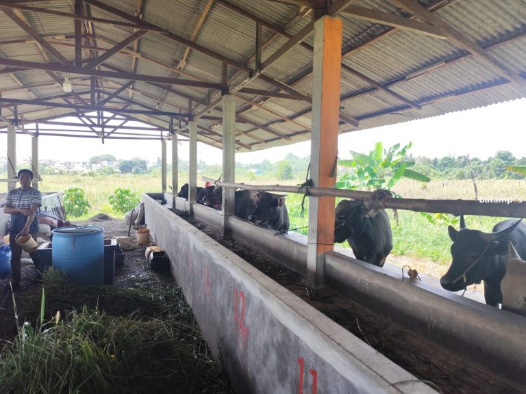 Jelang Idul Adha, Sapi Kurban Mulai Masuk ke Tanjungpinang