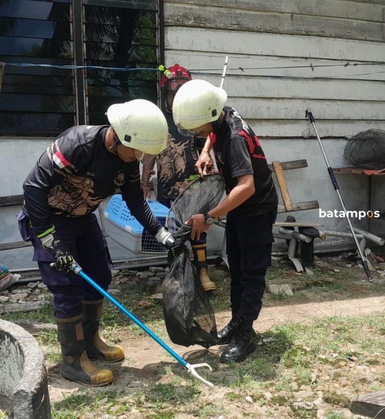 Monyet Liar Masuk ke Rumah Warga di Bintan