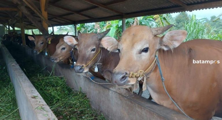 Jelang Idul Adha, DKPP Bintan Pastikan Stok Hewan Kurban di Bintan Cukup