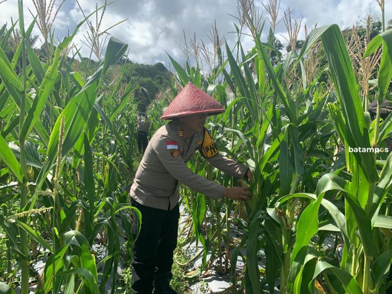 Polisi Beri Pendampingan ke Petani, Sukses Panen Jagung 200 Kilogram di Jemaja